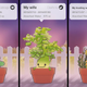 Illustration for article titled I Can Water My Virtual Plants, But Not Myself